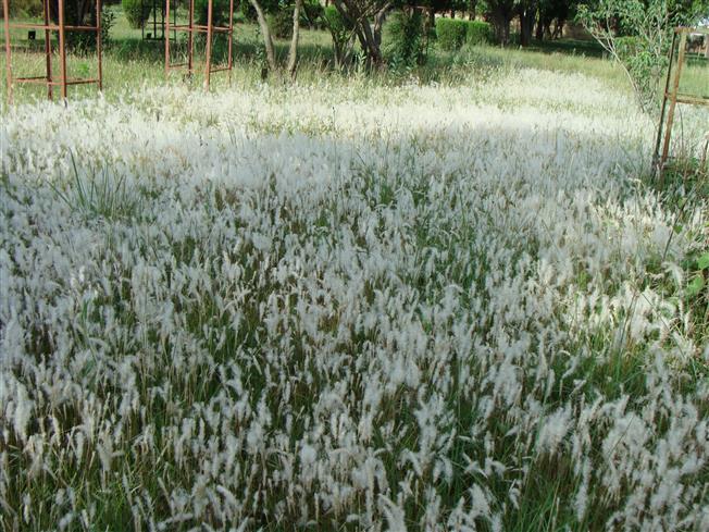Imperata cylindrica